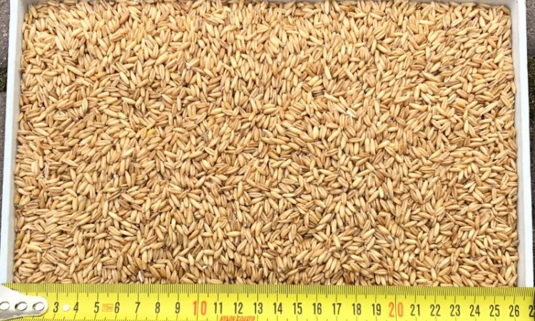 Закупка овса голозерного от 22 тонн - фото № 1