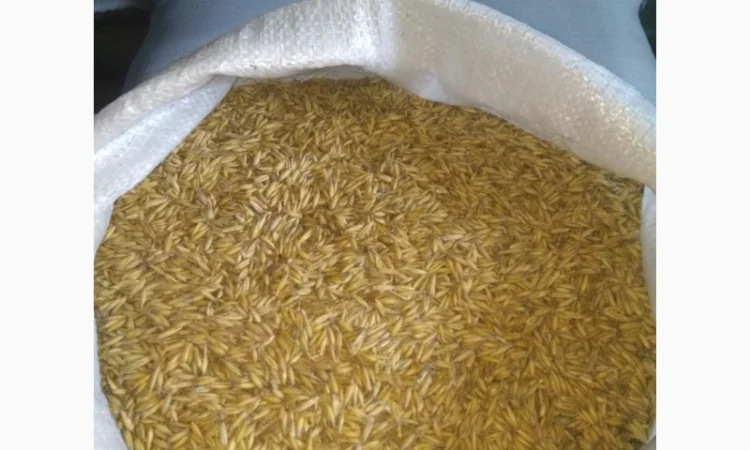 Овес, насіння вівса - фото № 1