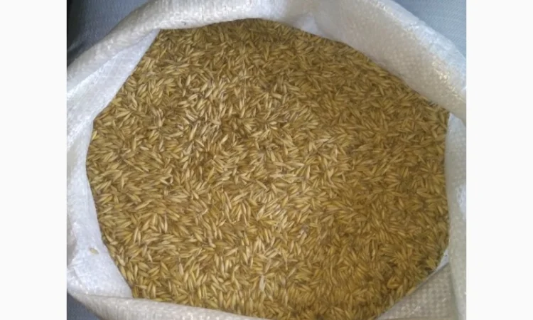 Овес, насіння вівса - фото № 2