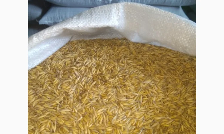 Овес, насіння вівса - фото № 3