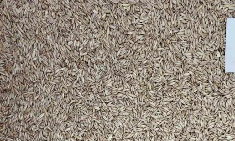 Овес голозерний сорт Скарб України 2р з ПДВ - фото № 1