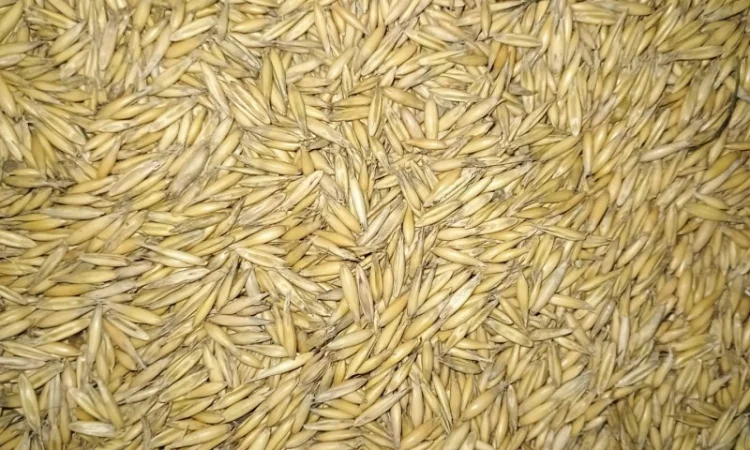 Продам овес - фото № 1