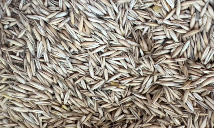 Продам Овес Нептун - фото № 1