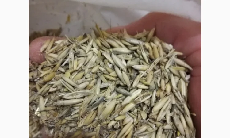 Продам отходы овса - фото № 1