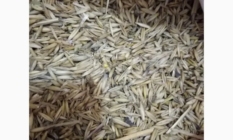 Продам отходы овса - фото № 2