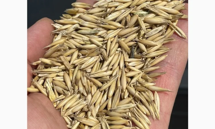 Купуємо овес для переробки з пдв та без - фото № 1