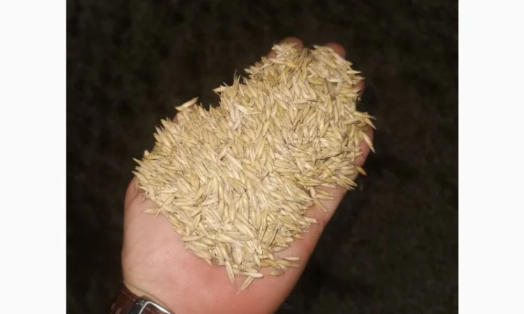 Продам Овес парламентский - фото № 1