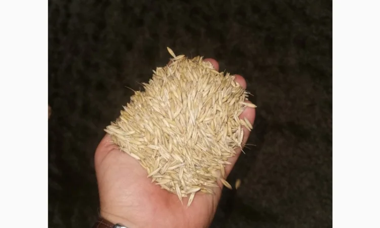 Продам Овес парламентский - фото № 2