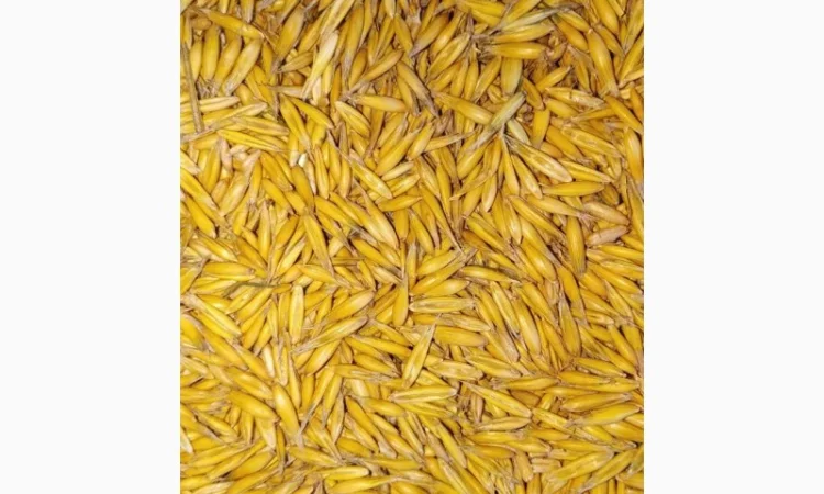 Продам овес - фото № 1