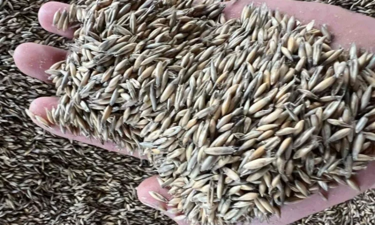 Продам овес 50тон - фото № 2