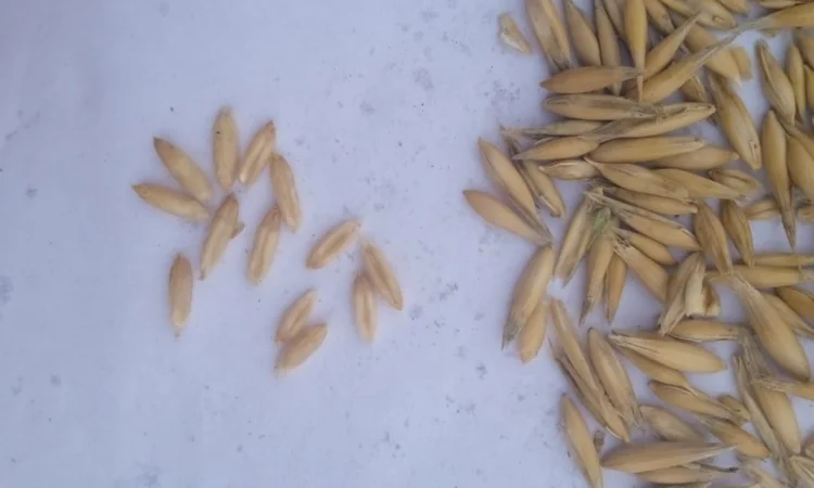 Продам Овес - фото № 1