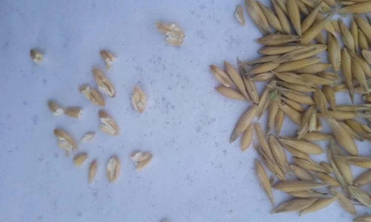 Продам Овес - фото № 2