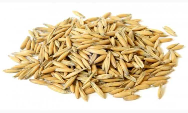 Предприятие на постоянной основе закупает овес - фото № 1