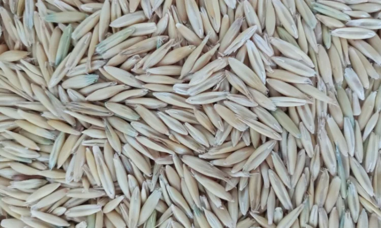 Закупаем Овёс по всей территории Украины - фото № 1