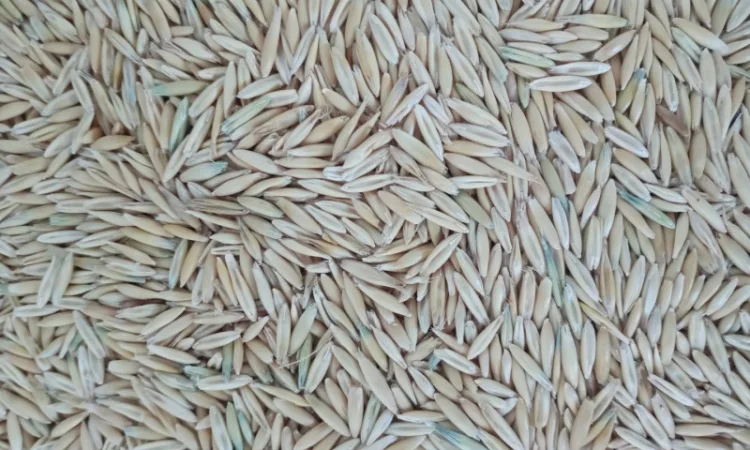 Закупаем Овёс по всей территории Украины - фото № 2