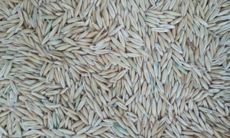 Закупаем Овёс по всей территории Украины - фото № 3