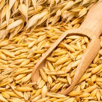 Овес насіння - фото № 2