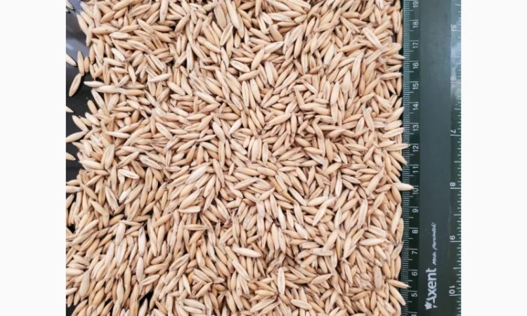 Продам овес на експорт - фото № 1