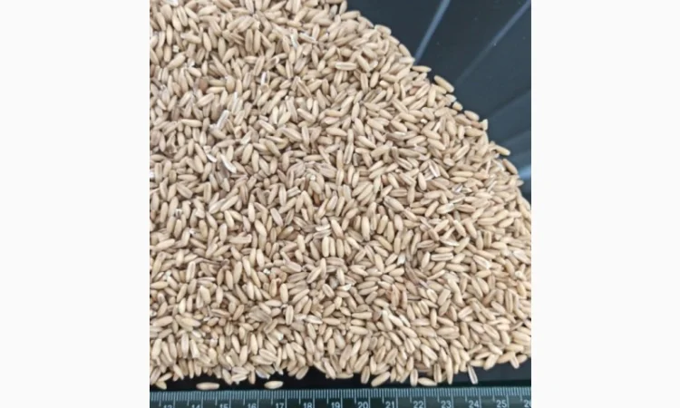 Продам крупу вівсяну недроблену на експорт - фото № 1