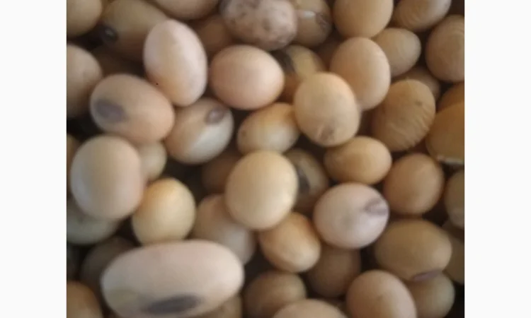 Куплю овес - фото № 1