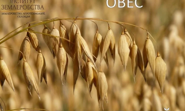 Посівний овес Парламентський ( с/еліта, еліта) - фото № 1