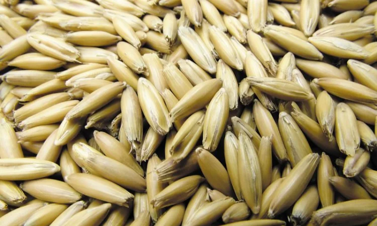 Семена овса продовольственного. Сорт Черниговский 28. 1 репродукция - фото № 1