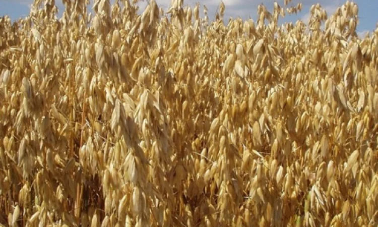 Семена голозерного овса Самуэль. 1 репродукция - фото № 1