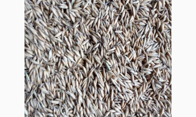 Продам овес (нал) - фото № 2