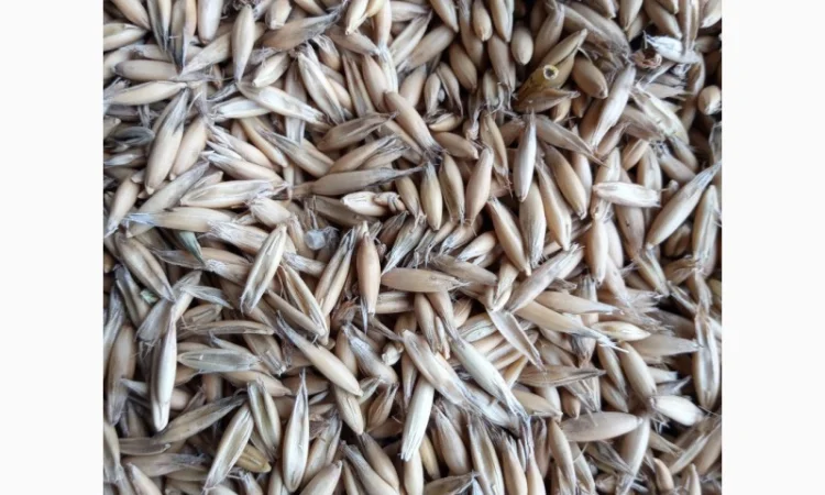 Овес, сорт Парламентский 1р - фото № 2