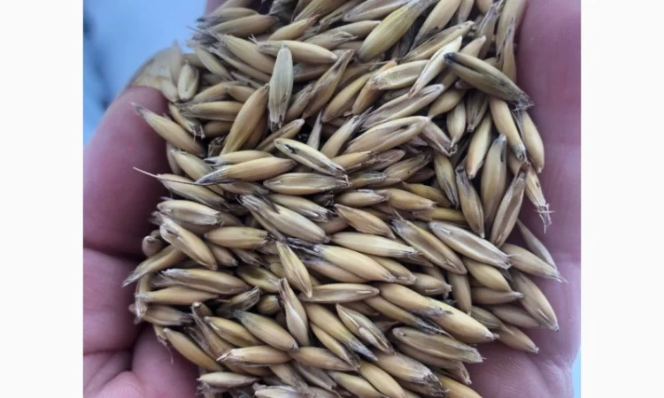 Овес насінневий - фото № 1