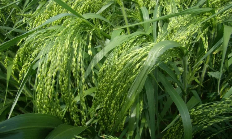 Просо еліта/с.еліта - фото № 1