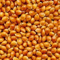 Просо Полтавське Золотисте (посівне) від ОРИГІНАТОРА, Еліта - фото № 1