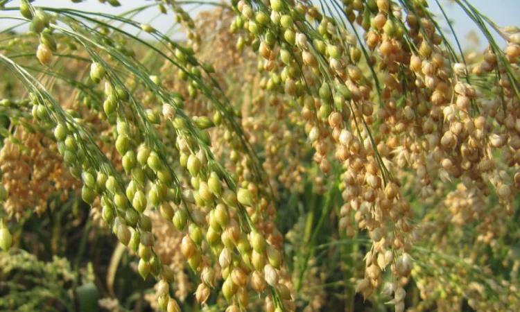 Просо Полтавське Золотисте (посівне) від ОРИГІНАТОРА, Еліта - фото № 2