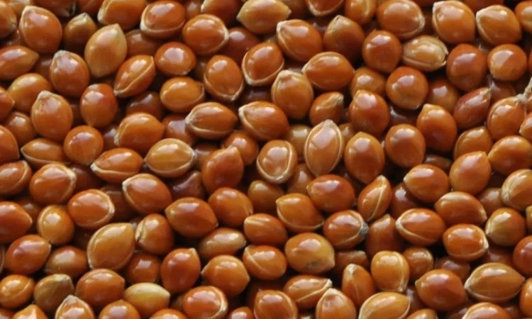 НАСІННЯ ВІД ОРИГІНАТОРА. Ультранньостигле просо Золушка (еліта) - фото № 1