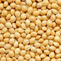 Просо Біла Альтанка (ультраскороспіле посівне) Еліта, від Автора - фото № 1