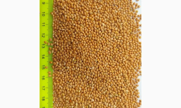 Продажа проса – высококачественное продовольственное зерно - фото № 2