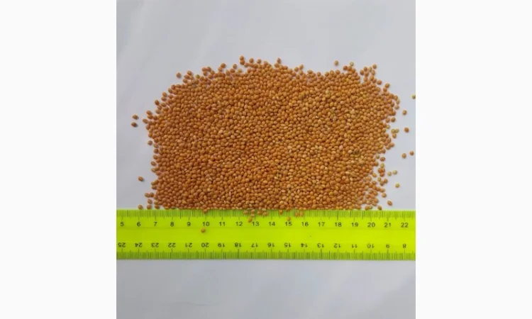 Продажа проса – высококачественное продовольственное зерно - фото № 1