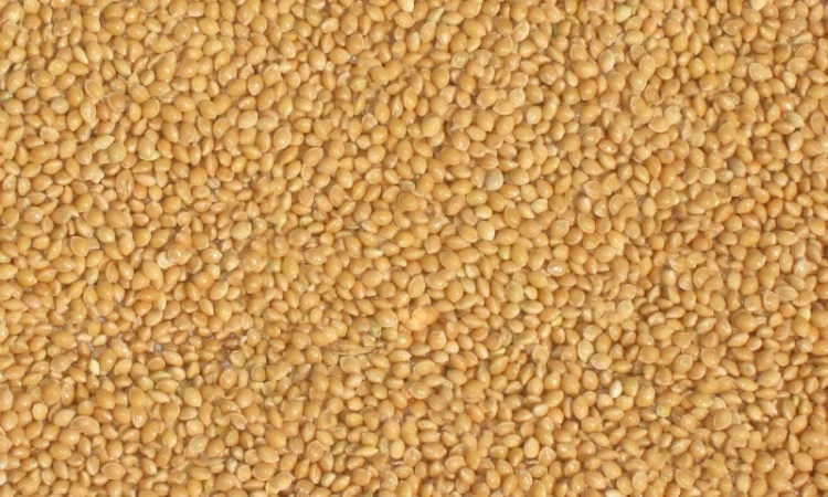 Семена проса СКАДО элита 1 репрод - фото № 1