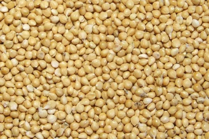 Семена проса Константиновское елита 1 репродукція на продаж - фото № 1