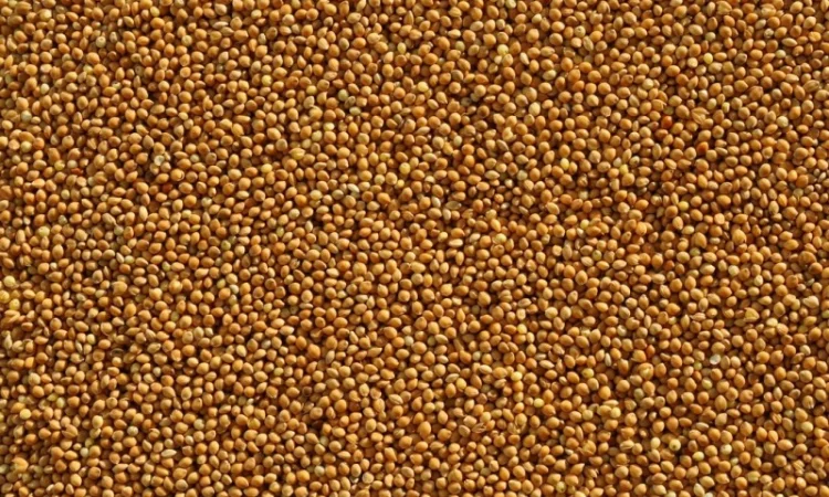 Семена проса ОМРИЯНЕ элита 1 репрод - фото № 1