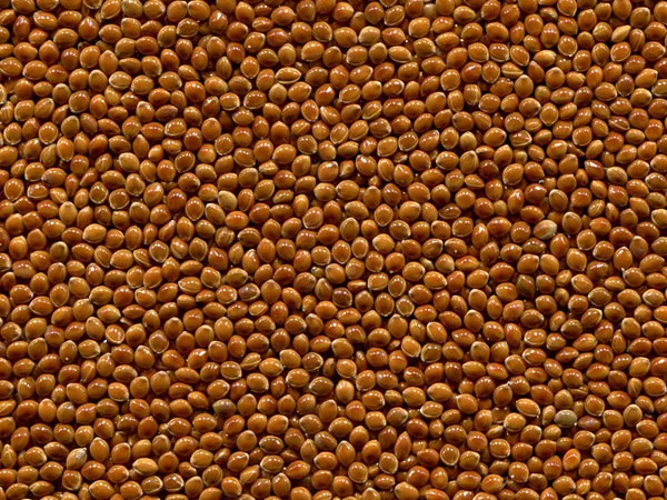 Семена проса сорту Козацкое, еліта 1 репродукція - фото № 1