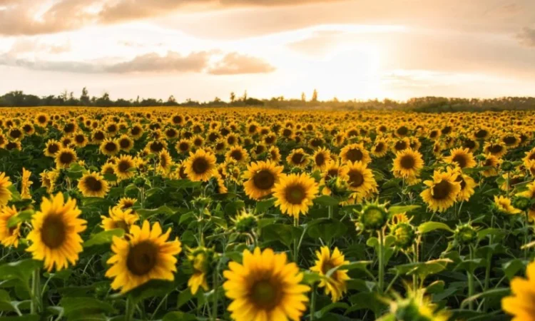 Кругле чорне просо в мішках по 25 кг - фото № 1