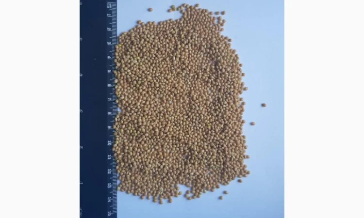 Продаж проса для експорту - фото № 1