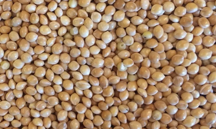 Закупівля Проса в Ніжині - фото № 1