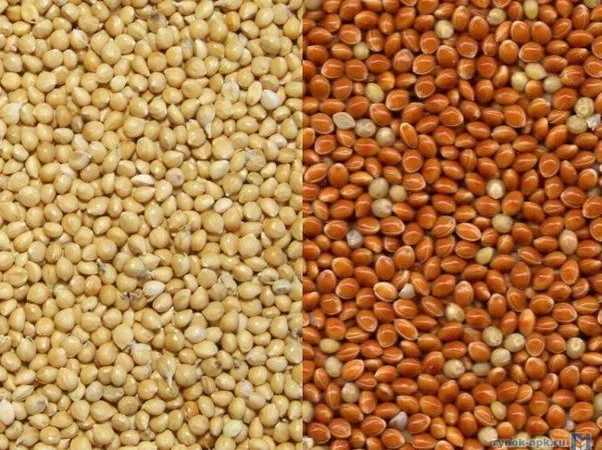 Куплю просо жовте, червоне, біле - фото № 1