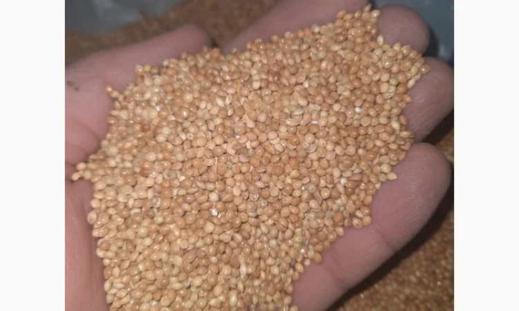 Закупівля жовтого та червоного проса - фото № 1