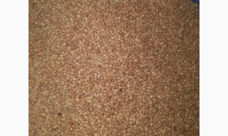 Закупівля проса - фото № 1