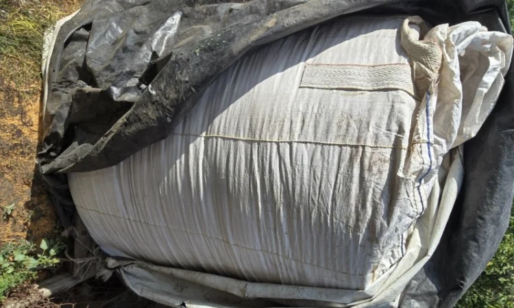 Жовте просо Біла альтанка 1 репродукція - фото № 2