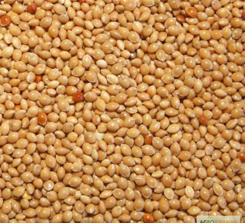 Закупівля проса жовтого, білого, червоного та чорного - фото № 1