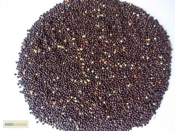 Закупівля проса жовтого, білого, червоного та чорного - фото № 2
